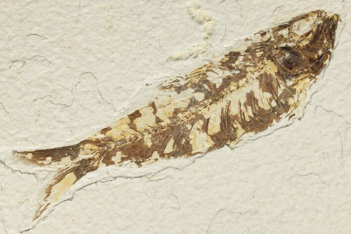 Detailed Fossil Fish (Knightia) - Wyoming #186421